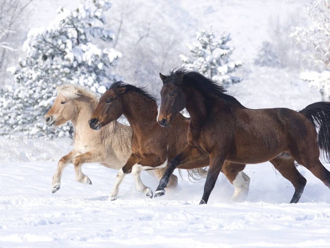 Приглашение об объединении во Всемирную базу любителей лошадей в программу мини БРИК