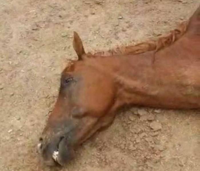 Под Астраханью жестоко убили любимого коня астраханских казаков и детей