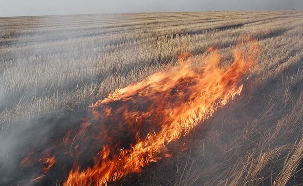 Казаки жечь хлеб не будут