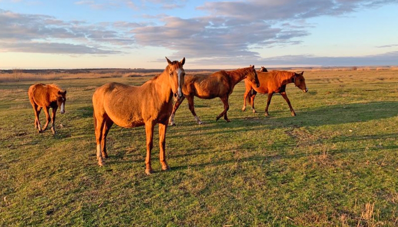 Фермеры из Кумылженского района возрождают редкую породу лошадей